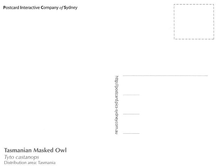 74030699 Eule Owl Hibou Chouette-- Tasmanian Masked