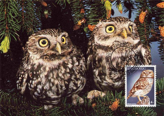 74030703 Eule Owl Hibou Chouette-- Stempel Athene noctua Steinkaeuze