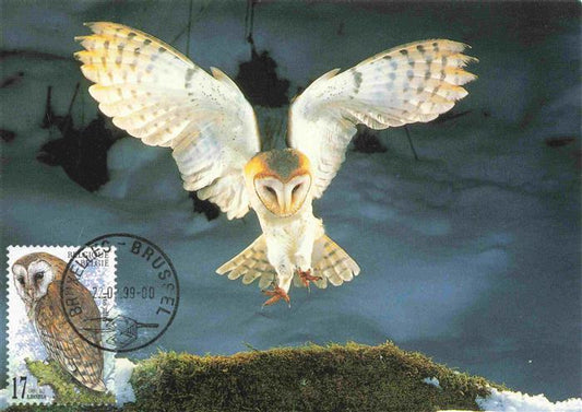 74030704 Eule Owl Hibou Chouette-- Tyto alba Schleier Barn