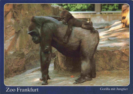 74030722 Zoo Gardin Zoologique-- Frankfurt Gorilla