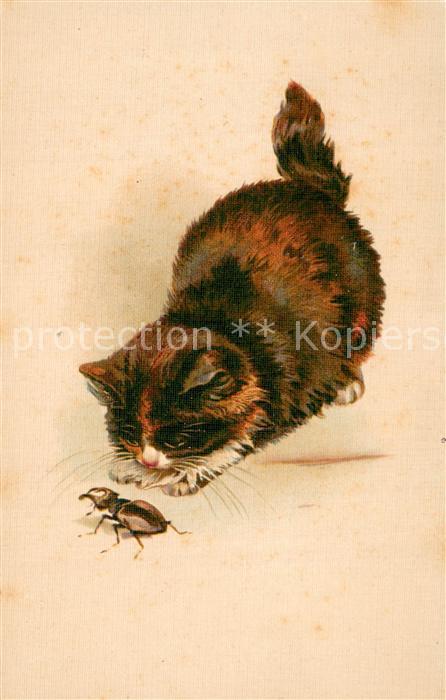 73810568 Maikaefer Cockchafer Hanneton Katze mit Maikaefer Litho