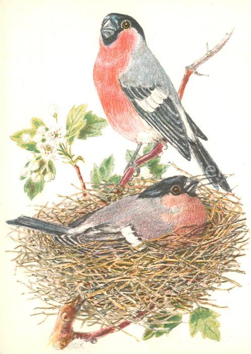 73810595 Voegel Voegel im Nest Litho