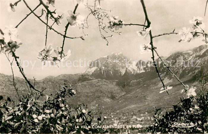 73769012 Almendros Mallorca La Villa con Almendros en Flor