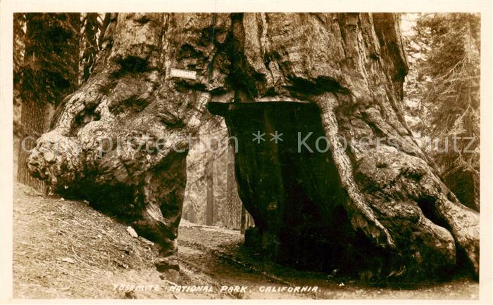 73808107 Yosemite-National Park California USA Wawoka Durchgang durch einen Baum