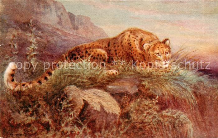 73896005 Verlag Tucks Oilette Serie Nr. Nr.8785 Leopardess