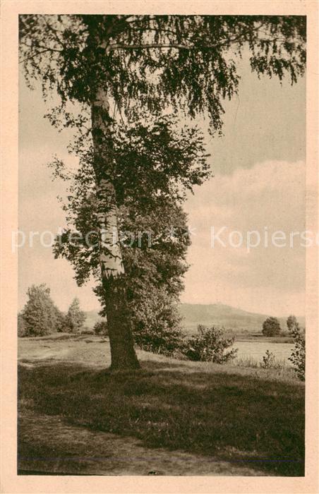 73823392 Riesengebirge Krkonose Karkonosze Alter Baum